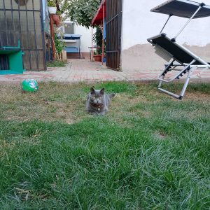 Review realme C61